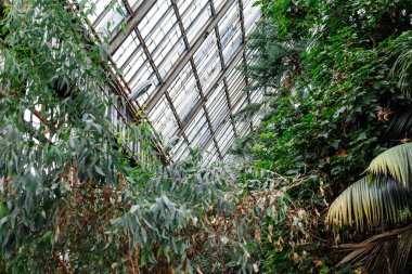 Yeşil yaprakları doku, arka plan. Bitkiler ve Botanik bahçesinde yeşillik.