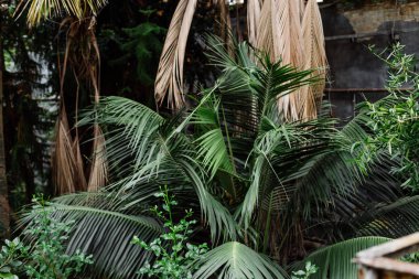 Yeşil yaprakları doku, arka plan. Bitkiler ve Botanik bahçesinde yeşillik.