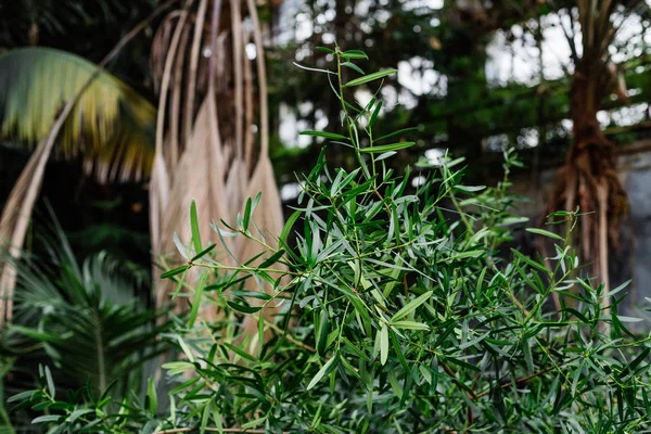 Texture foglie verdi, sfondo. Piante e verde nell'orto botanico . — Foto Stock