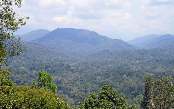 Las deszczowy w Parku Narodowego Taman Negara — Zdjęcie stockowe