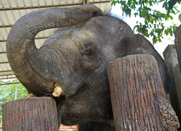 Слон в Национальном центре охраны природы Куала-Ганда — стоковое фото