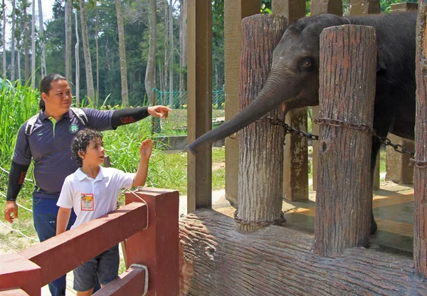 Слон в Национальном центре охраны природы Куала-Ганда — стоковое фото