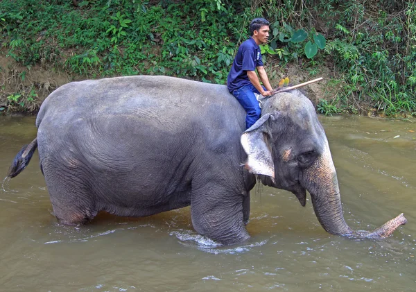 Человек купает слона в реке — стоковое фото