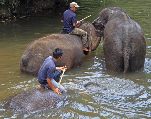 Мужчины купают слонов в реке — стоковое фото