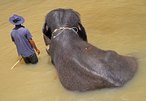 Человек и слон в Куала-Ганде — стоковое фото