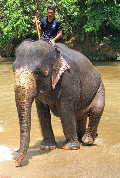 Мужчина катается на слоне в Куала-Лумпуре, Малайзия — стоковое фото