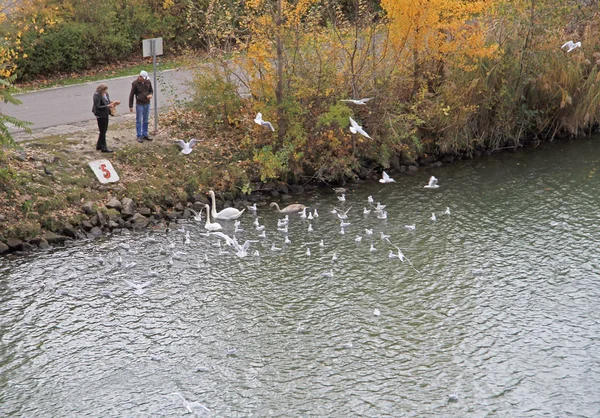 Menschen füttern Schwäne am Fluss in Wien, Österreich — Stockfoto