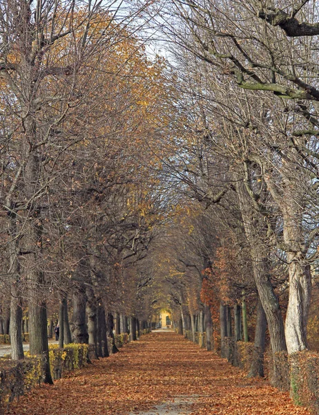 Il sentiero tra gli alberi nel parco di Vienna — Foto Stock