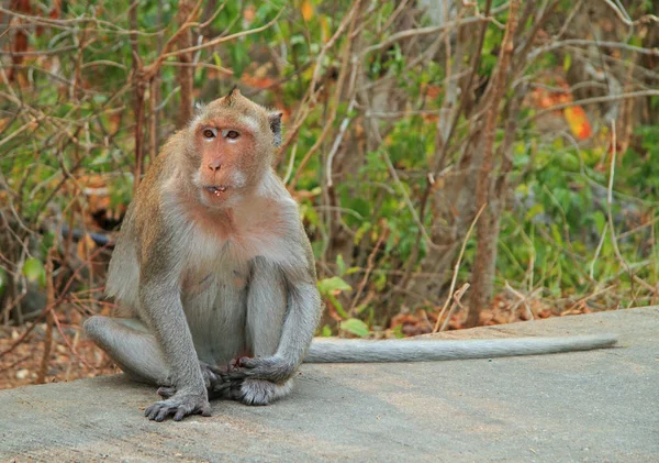 Neredeyse Khao Luang mağaranın girişini maymun — Stok fotoğraf