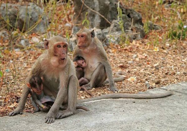 Neredeyse Khao Luang mağaranın girişini maymunlar — Stok fotoğraf