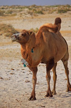 yarı Çölde deve neredeyse baia de zaburunie, Hazar Denizi
