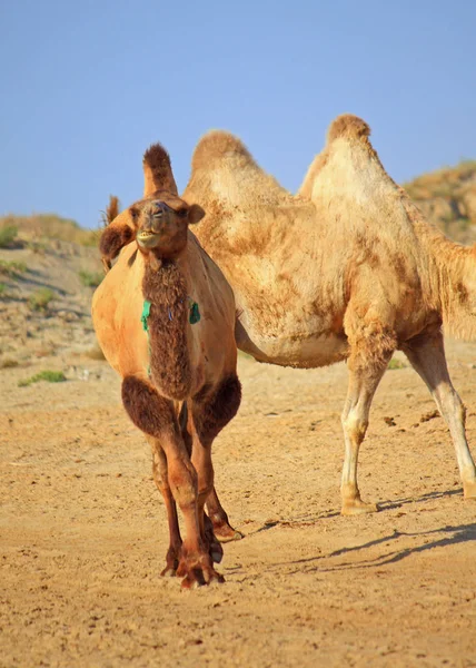 Yarı Çölde deve neredeyse baia de zaburunie, Hazar Denizi — Stok fotoğraf