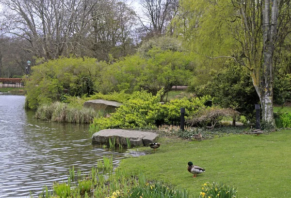 Ente im öffentlichen Park von Malmö — Stockfoto