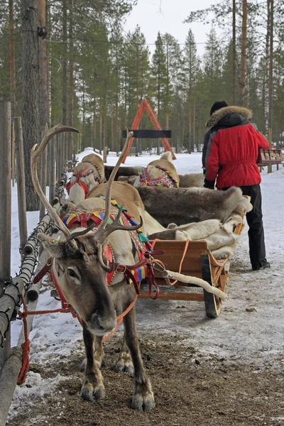 Renne nel villaggio di Babbo Natale, Lapponia — Foto Stock
