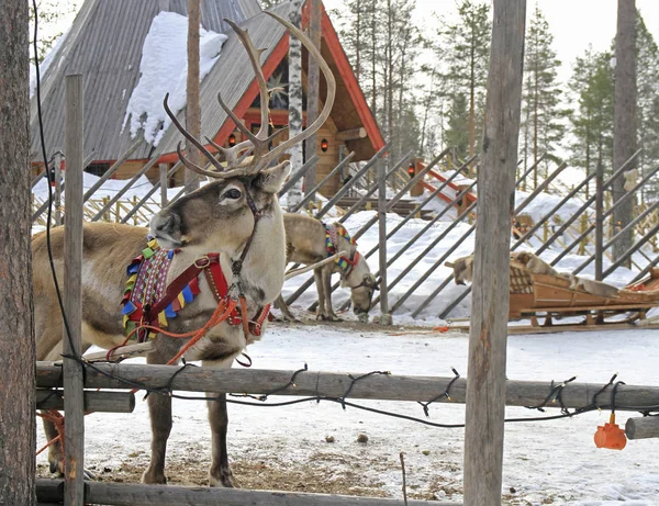 Северный олень в деревне Санта Клаус, Лапландия — стоковое фото