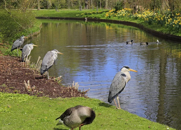 Vögel am Fluss im Frederiksberg Park, Kopenhagen — Stockfoto