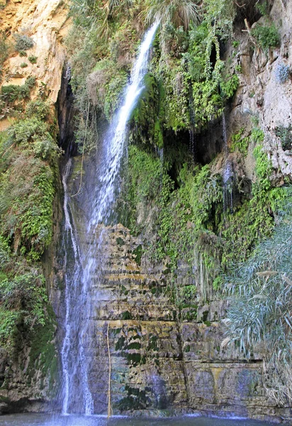 Ein Gedi – rezerwat przyrody i Park Narodowy — Zdjęcie stockowe