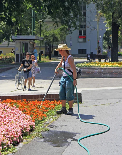 Ulicy pracownika jest podlewanie kwiatów odkryty w Szeged, Węgry — Zdjęcie stockowe