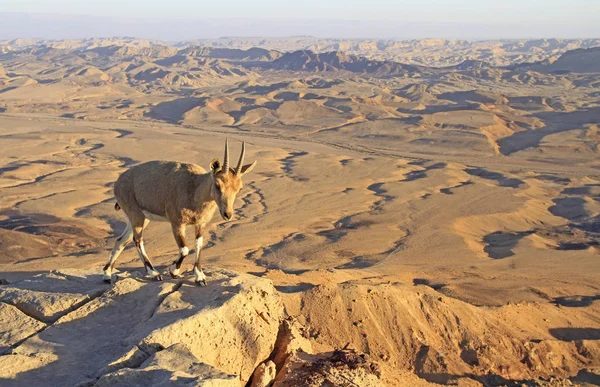 Bouquetin sur la falaise au cratère Ramon en Israël — Photo