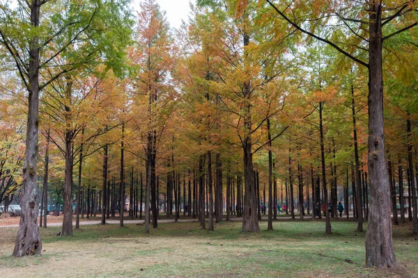 colorful trees path