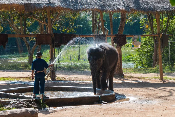 Egy elefánt vesz egy zuhany — Stock Fotó