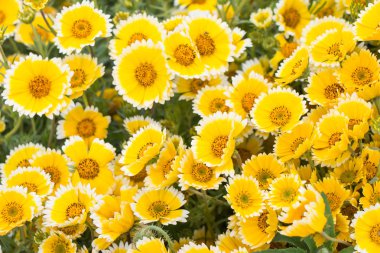 seçici odak sarı çiçek