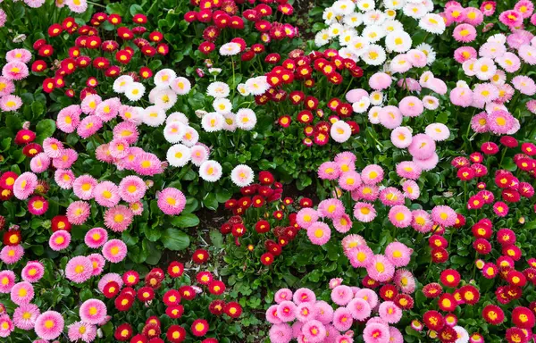 Pink and red flower garden — Stock Photo, Image