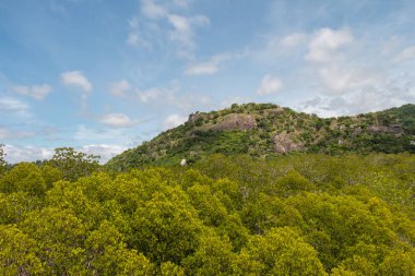 Altın-yeşil renk ceriops tagal alanında