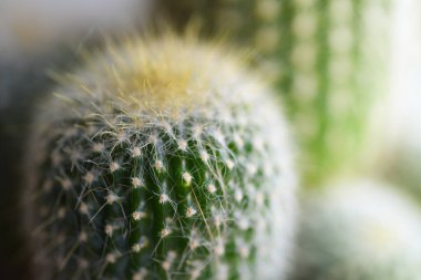 Dikenli kaktüs, yakın çekim yeşil makro çekim