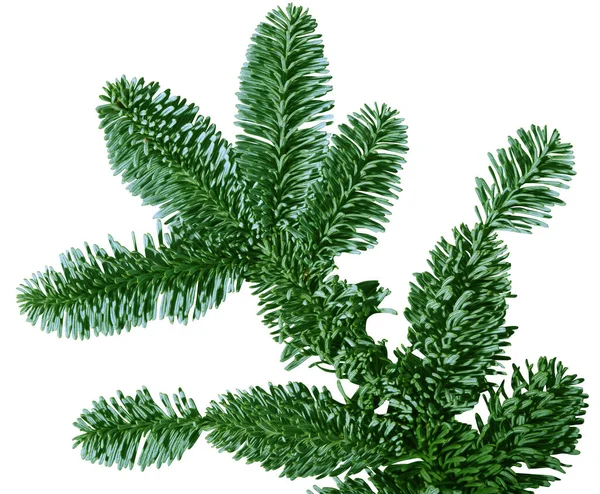 Grüne Douglasie Tannenzweig isoliert auf weißem Hintergrund — Stockfoto
