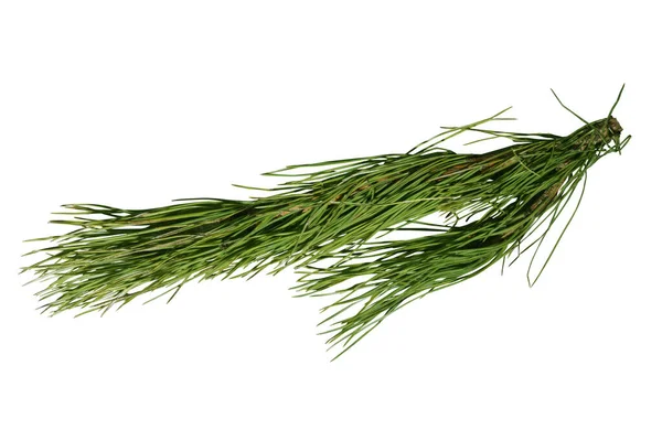 Grön furu gren med kottar på en vit bakgrund — Stockfoto