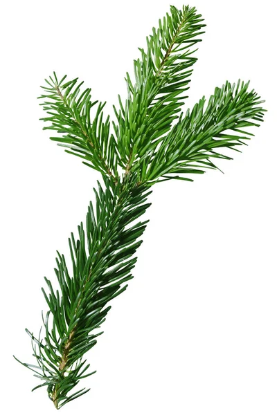 Verde Douglas Fir Branch isolato su sfondo bianco — Foto Stock