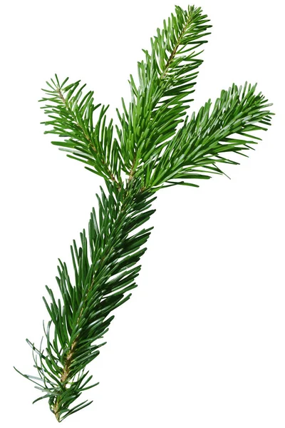 Green Douglas Fir Branch izolowany na białym tle — Zdjęcie stockowe