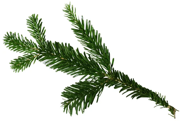 Green Douglas Fir Branch isolado sobre fundo branco — Fotografia de Stock