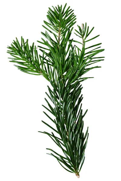 Green Douglas Fir Branch izolowany na białym tle — Zdjęcie stockowe