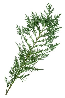 Beyaz arka planda izole edilmiş bir selvi dalı.