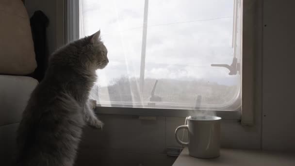 A házi készítésű szőrös macska az ablakpárkányon kinézett az ablakon. A lakókocsi. Kempingező. Lakókocsi. Van. Egy vadállat.. — Stock videók