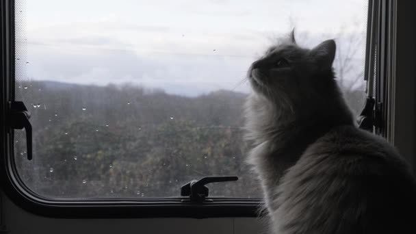 Den hemmagjorda lurviga katten på fönsterbrädan tittar ut genom fönstret. Husbilen. Camper här. Rv. Skåpbil. Ett vilt djur. — Stockvideo