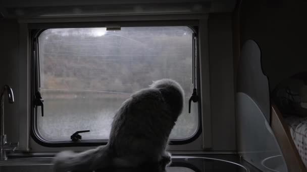 De huisgemaakte harige kat op de vensterbank kijkt uit het raam. De camper. Kampeerder. Rv. Een busje. Een wild dier. — Stockvideo