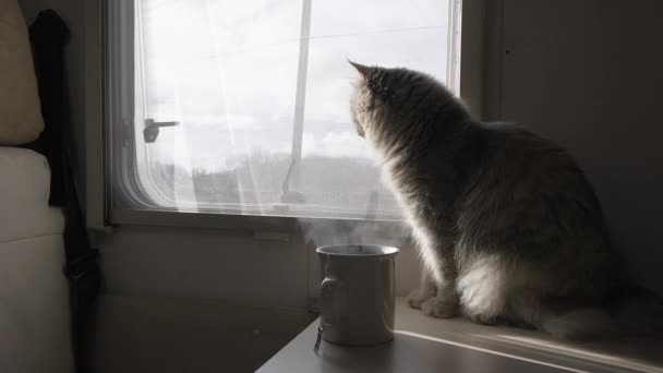 The home-made furry cat on the windowsill looks out the window. The motorhome. Camper. Rv. Van. A wild animal. — Stock Video