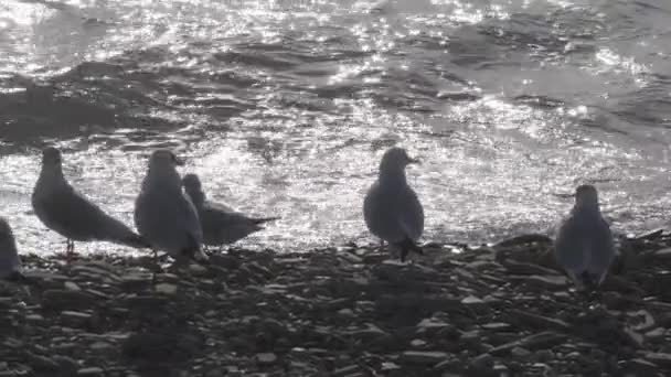 Чайки и другие птицы на берегу Черного моря в конце лета — стоковое видео