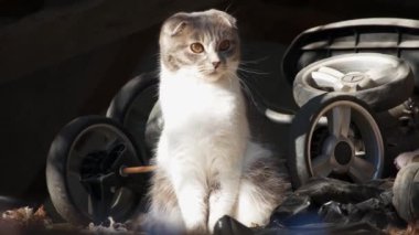 Safkan bir evcil kedi evin çatısında oturur. Hayvan..