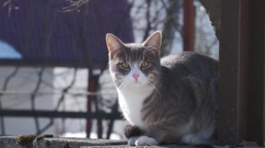 Safkan bir evcil kedi evin çatısında oturur. Hayvan..