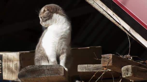 Μια Καθαρόαιμη Γάτα Κάθεται Στην Οροφή Του Σπιτιού Ζώο — Αρχείο Βίντεο
