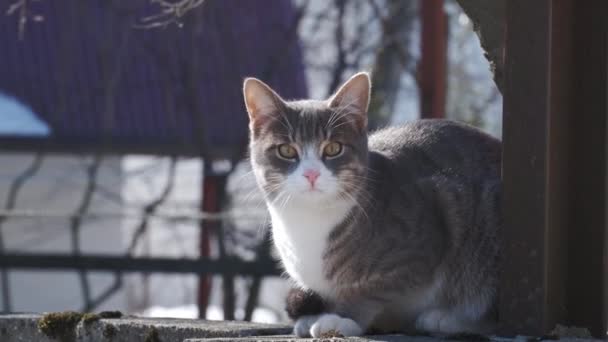 Gato Doméstico Puro Senta Telhado Casa Animal — Vídeo de Stock