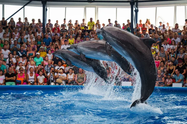 Sochi Russia 2019 Dolphins Pool Dolphinarium Audience Family Vacation Amusement — Stock Photo, Image