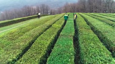 Sochi, Rusya - 02.09.2019 Çay hasadı. Yukarıdan bak. Makesta çayı. İki çalışan. Hava videosu. Yeşil tarlalar. Çiftlikte çay topluyorum.