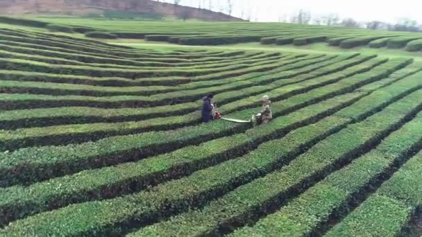 Sochi, Russia - 02.09.2019 Aerial video. Two workers harvest tea on the macesta. Sochi. View from above. The northernmost tea in the world. — Stock Video