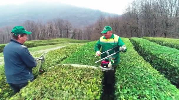 Sochi, Rusia - 02.09.2019 Vídeo aéreo. Dos trabajadores cosechan té en la macesta. Sochi. Vista desde arriba. El té más norteño del mundo . — Vídeos de Stock