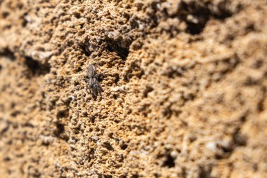 Sarı kabuk taşından tuğla duvar. Kabuk taşı dokusuna yakın çekim. Arkaplan. 